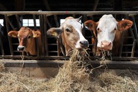 ИП Решетникова